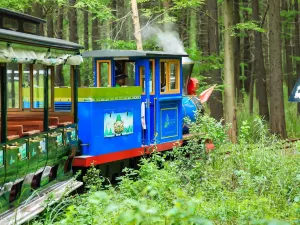 金湖水上森林景區