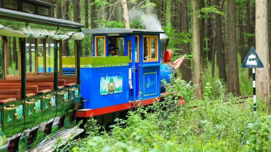 金湖水上森林景區