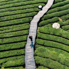 伍家台貢茶張用戶圖片