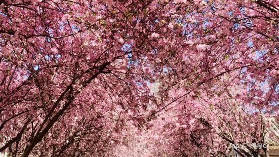 昆明春天海棠花盛开的格外热烈，最出名的当属圆通山，各种圆通山