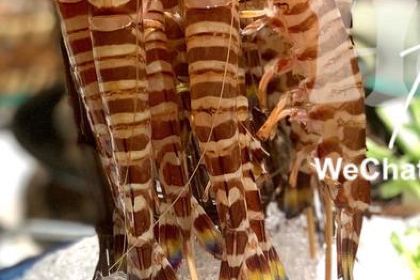 東湧碼頭海鮮火鍋(麥地店)