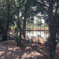 Tree Shade User Photo