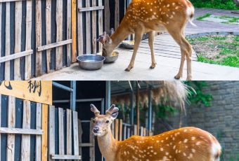 长白山吉视传媒铂尔曼度假酒店·大堂吧 User Photo