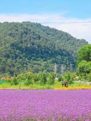 Huangling Lavender Style Garden