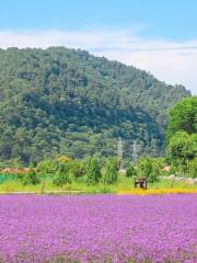 黃陵薰衣草風情園