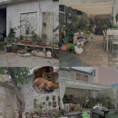 盖伦的院 User Photo