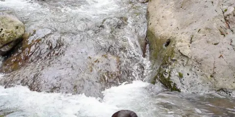 桐廬白雲源山水民宿·餐廳