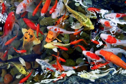 清江湾·千鱼千鲟主题餐厅