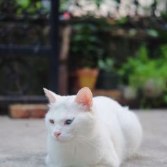 当下咖啡馆(屯昌屯城吾谢咖啡店) User Photo