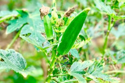 龙安小渔村(北流店)