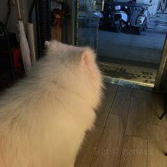 凌记一点五马路猪脚粉 User Photo