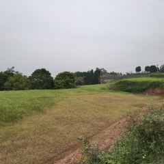 云崖兔酒楼 User Photo