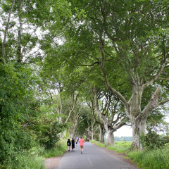 The Belltower, Dark Hedges Estate ảnh của người dùng