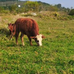 马干山蒙古风情园 User Photo