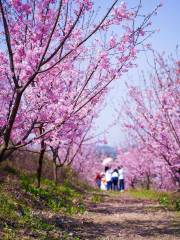 柳州櫻花谷休閑農業園