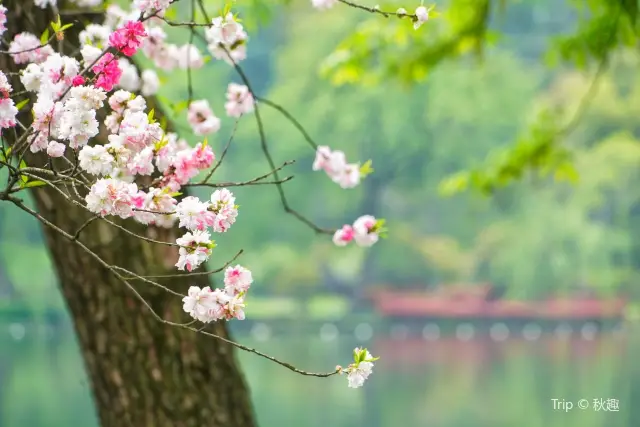 Cherry Blossom Viewing in Hangzhou