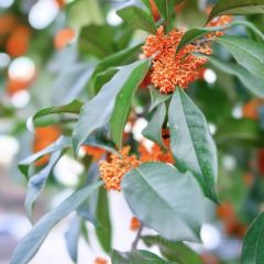 武夷山观蓝舒苑空间·餐厅 User Photo