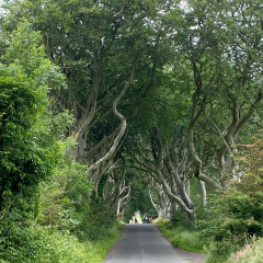 The Belltower, Dark Hedges Estate ảnh của người dùng