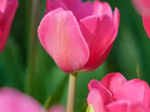 Xiamen Horticulture Expo Garden