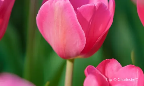 Xiamen Horticulture Expo Garden