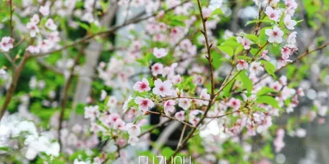 烏山