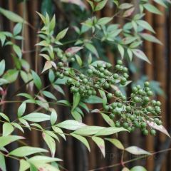 Yuansheng Coffee (taoxichuan) User Photo