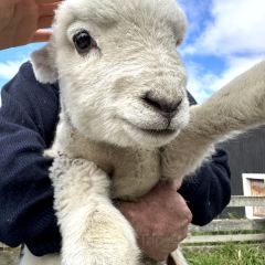 Tussock Hill Vineyard and Cellar Door Restaurant 여행 사진