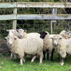 Tussock Hill Vineyard and Cellar Door Restaurant 여행 사진