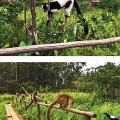 Vakona Forest Lodge User Photo