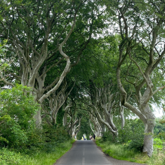 The Belltower, Dark Hedges Estate ảnh của người dùng