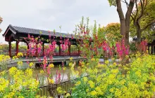 Nanhui Peach Blossom Village