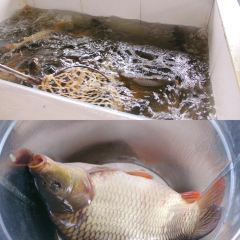 Wangqingzhang Demoli Stewed Live Fish User Photo