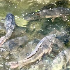 野生菌蒸汽石锅鱼 User Photo