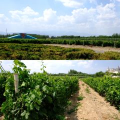 龙谕酒庄·餐饮部 User Photo