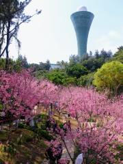 狐尾山公園-櫻花谷