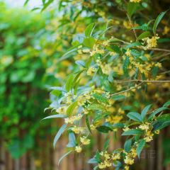 梨园雅舍 User Photo