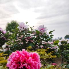 Caozhoumudanyuanhong Soup Lamb Restaurant User Photo