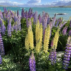 lake tekapo tavern張用戶圖片
