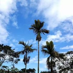 赤腳精靈 User Photo