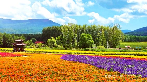 Dalaidale Flower Sea Scenic Area
