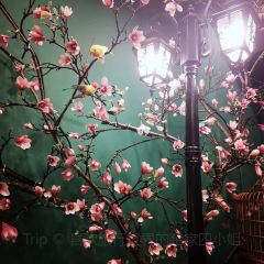 老俞家張用戶圖片