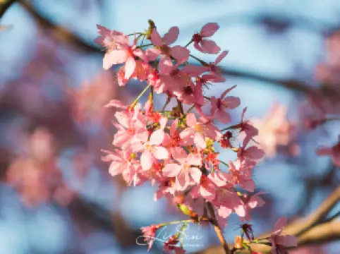 Quanzhou Kaiyuan Temple