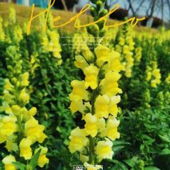 百花家园馨逸音乐餐厅 User Photo