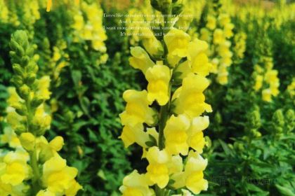 百花家园馨逸音乐餐厅