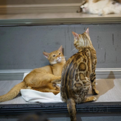 猫咪森林 User Photo