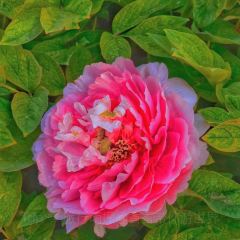 Caozhoumudanyuanhong Soup Lamb Restaurant User Photo