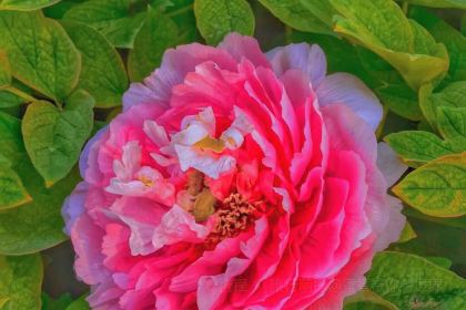 Caozhoumudanyuanhong Soup Lamb Restaurant