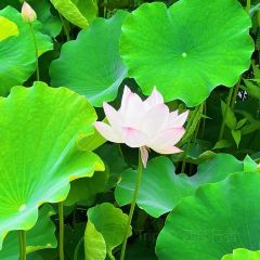 Xue Tao · In the Yard User Photo