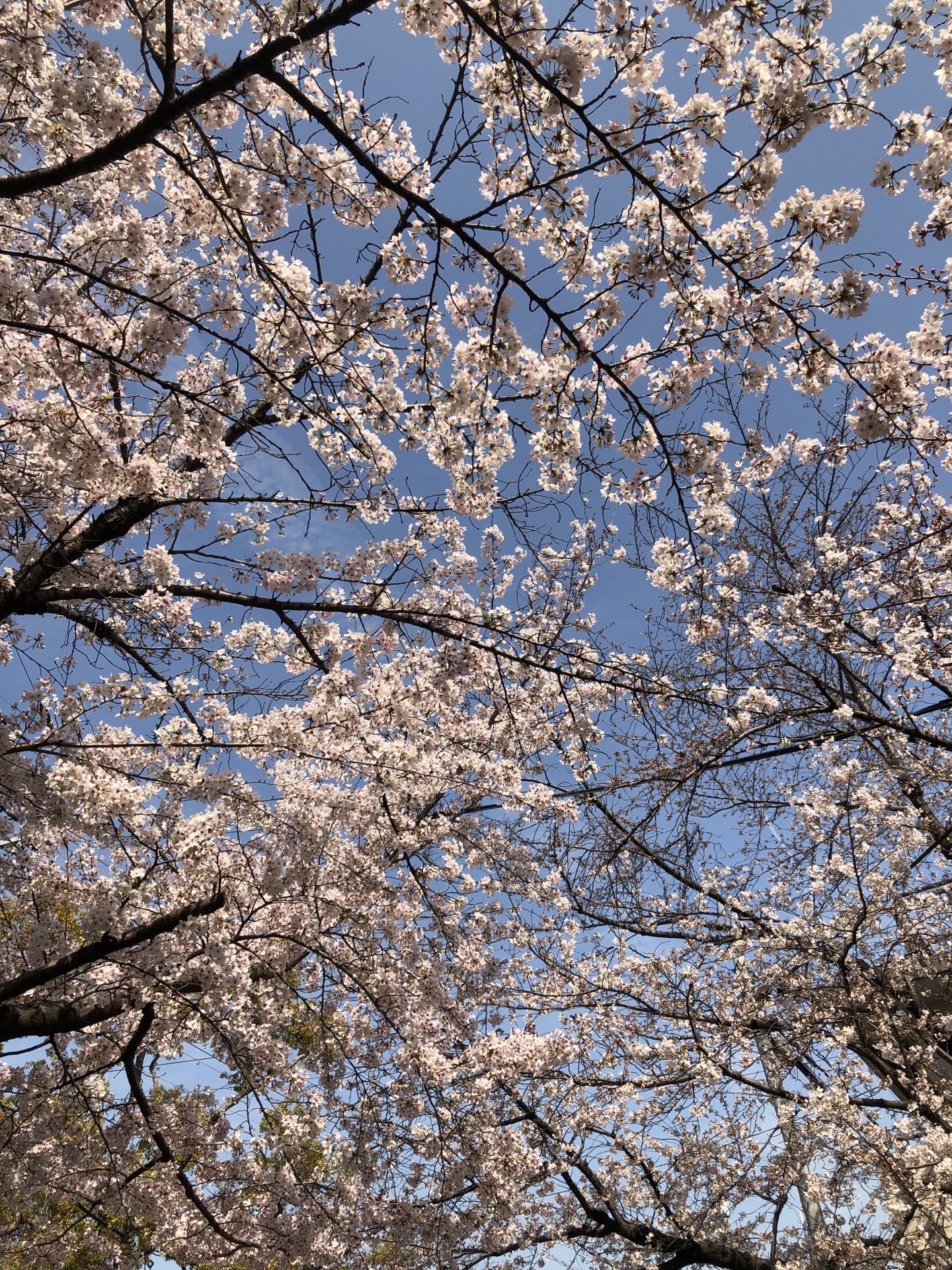 鶴舞公園旅遊攻略指南 鶴舞公園評價 鶴舞公園附近推薦 Trip Com 鶴舞公園旅遊攻略指南 鶴舞公園評價 鶴舞公園附近推薦 Trip Com