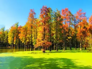 青山湖水上森林